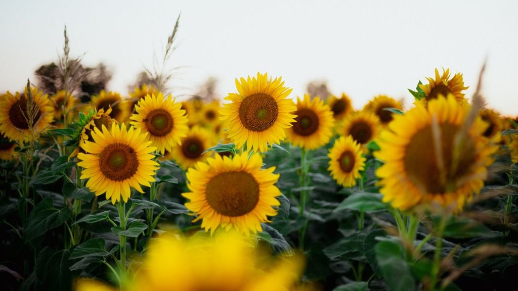 Decine di girasoli in fiore, a fuoco quelli centrali, sfocati quelli in primo piano