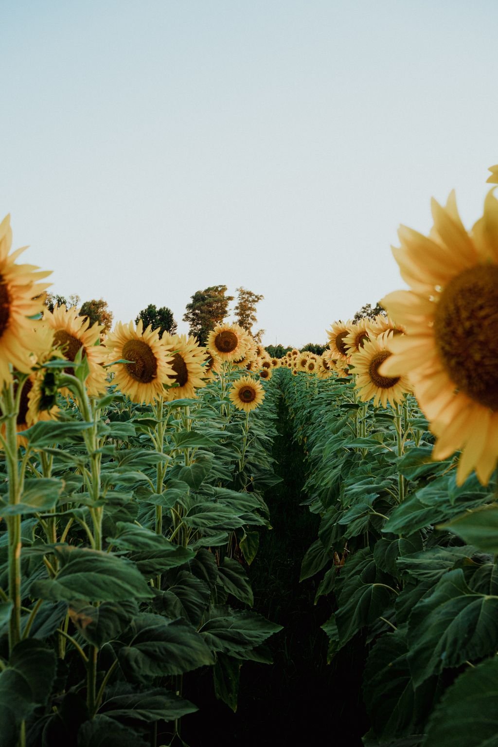 Un lungo corridoio verde fra due filari di girasoli, con gli alberi sullo sfondo